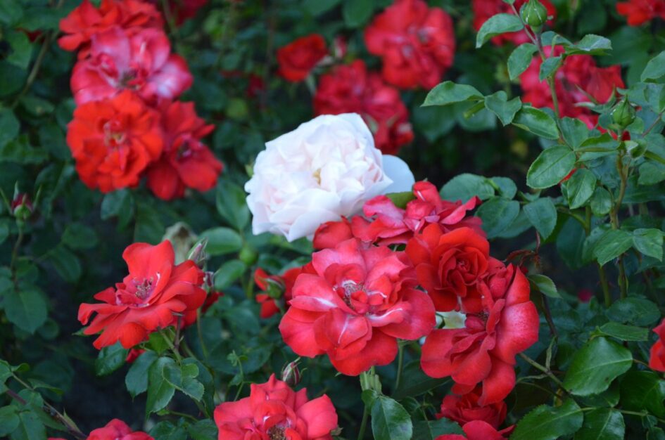 15 pięknych cytatów o różach