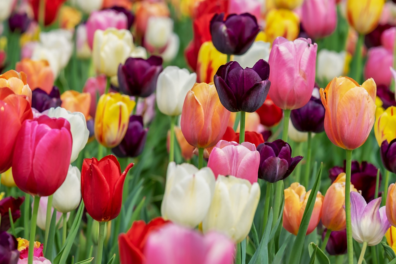 Cytaty o tulipanach: z poezji i prozy