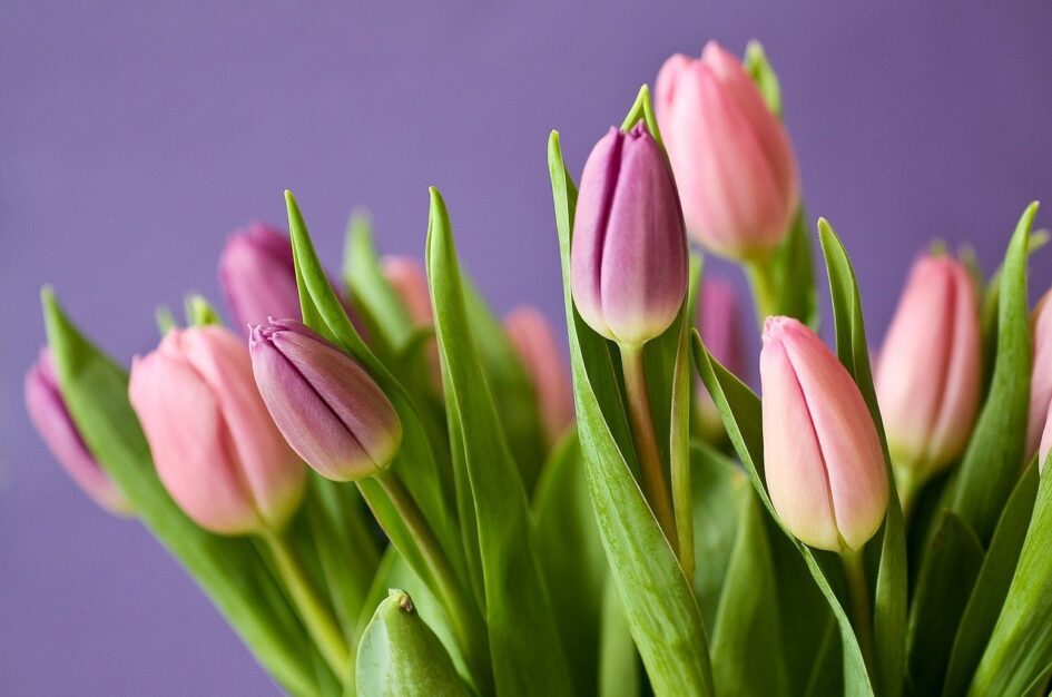 Najpiękniejsze tulipany