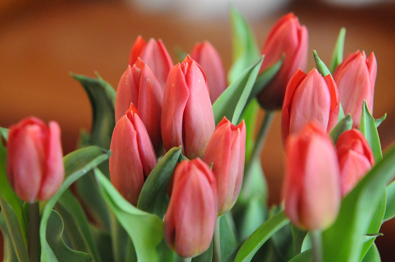  Kwiaty tulipany Najpiękniejsze tulipany 