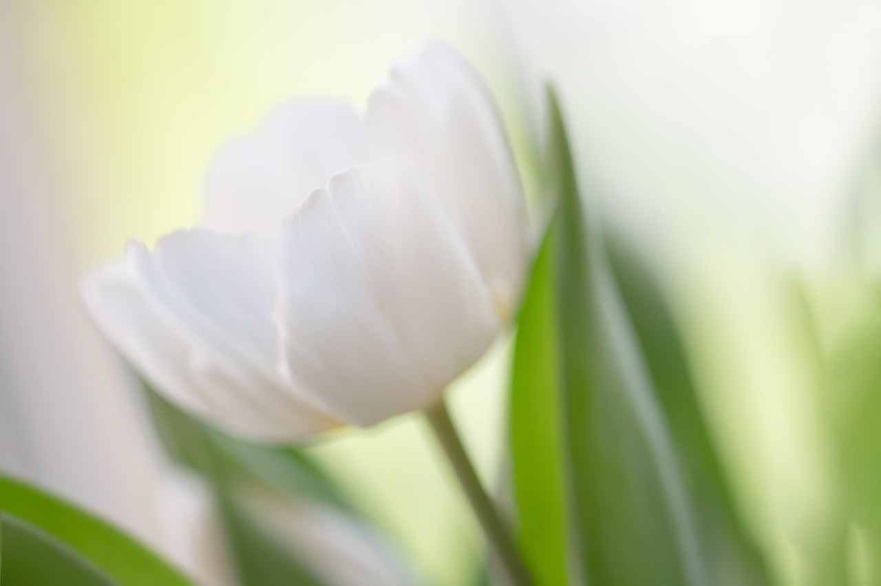 Aforyzmy o tulipanach