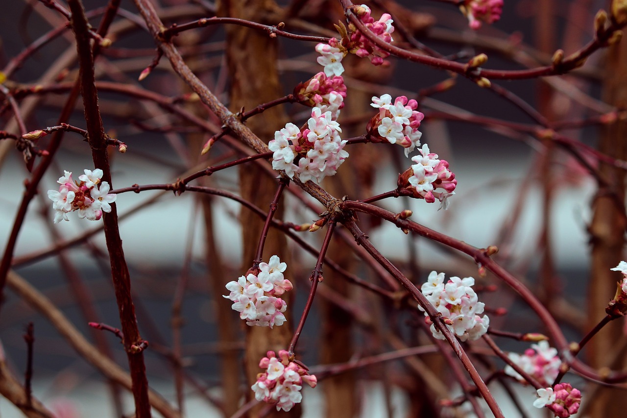 Kwiaty kwitnące zimą na dworze Rośliny zimowe 