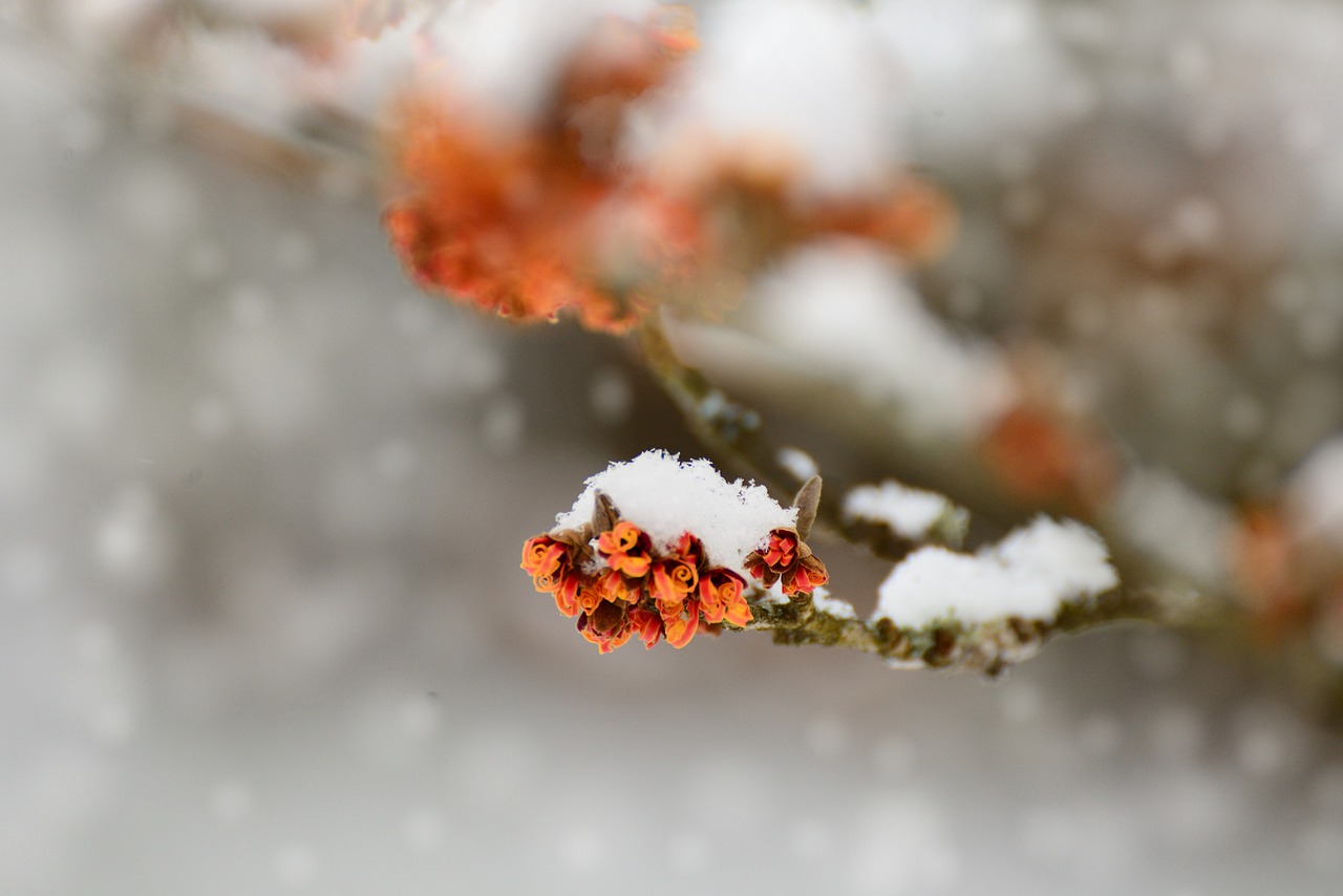 Zimowe kwiaty, czyli rośliny kwitnące zimą