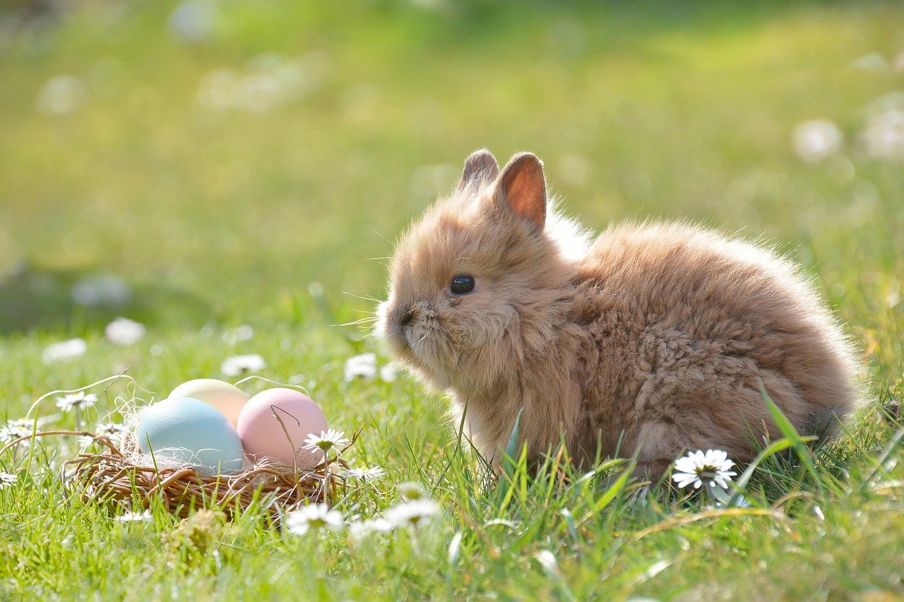 Kto u nas przynosi prezenty: zając czy królik wielkanocny? 
