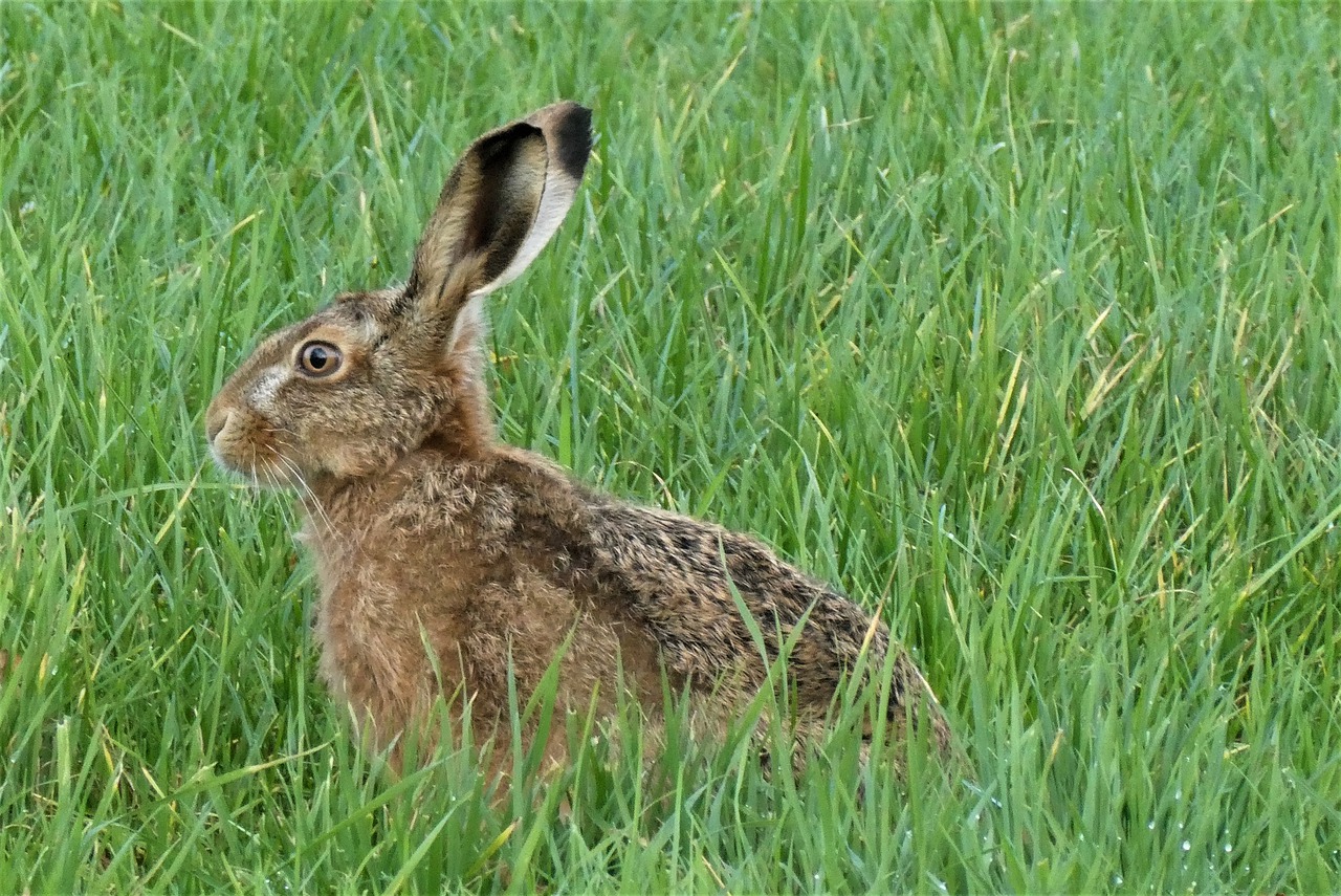 : zając czy królik wielkanocny