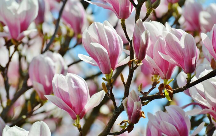 Magnolia: ciekawostki, zastosowanie, symbolika