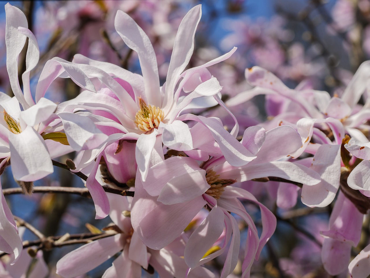 magnolie w polsce