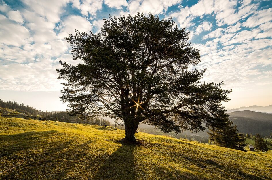 Cytaty o drzewach: z poezji, prozy i inne