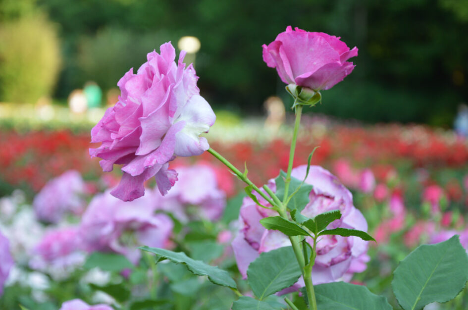 Ogród Różany w Szczecinie, czyli spacer po „Różance”