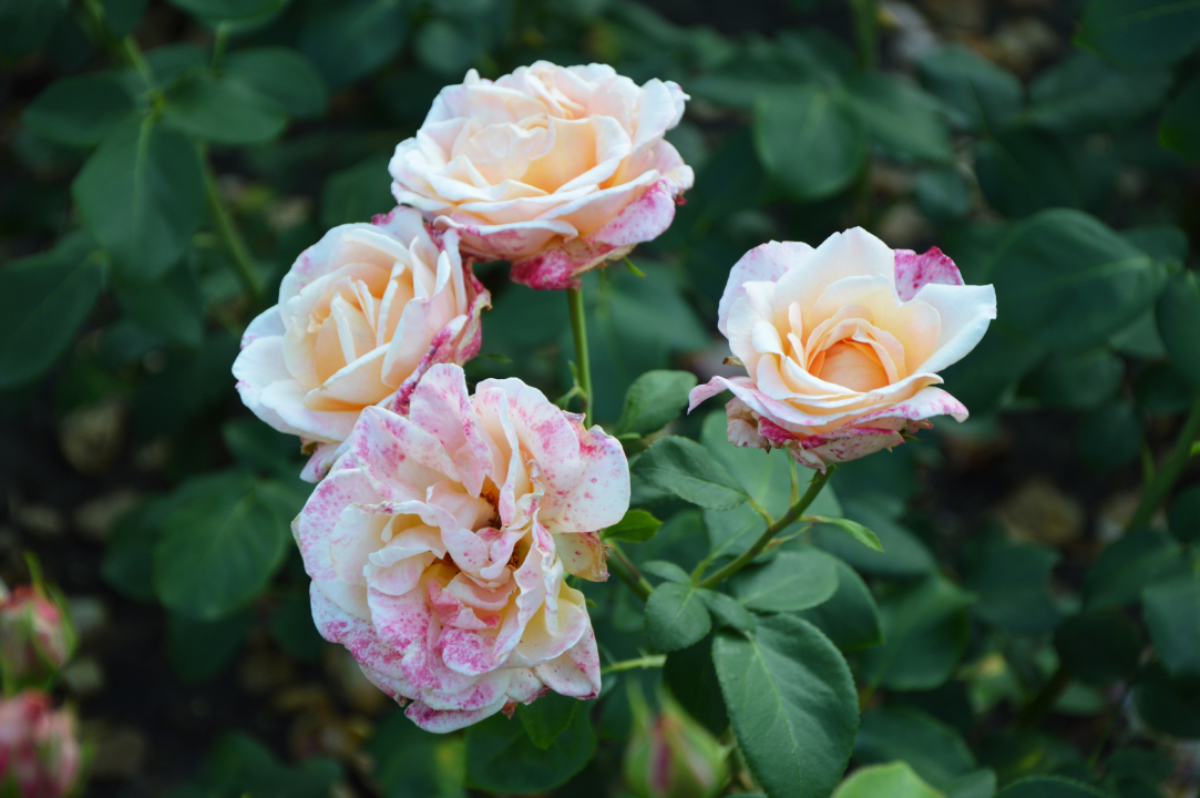Rosengarten – Różanka 