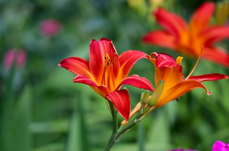 Liliowiec – ciekawostki o kuzynie lilii