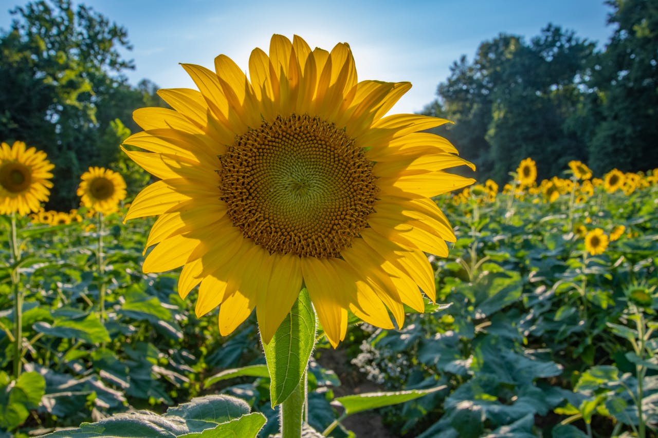 Helianthus