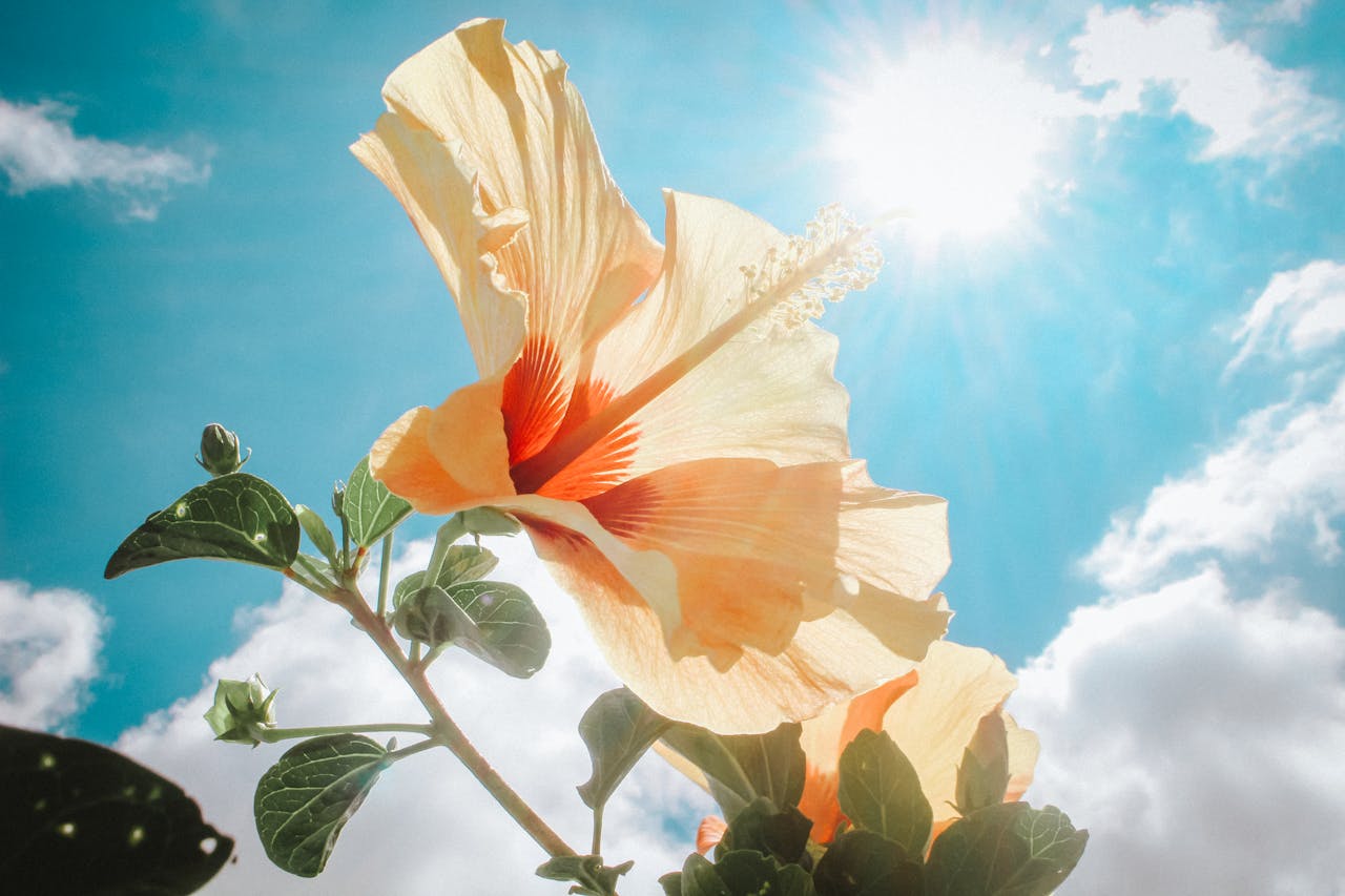 Ketmia, hibiskus, róża chińska