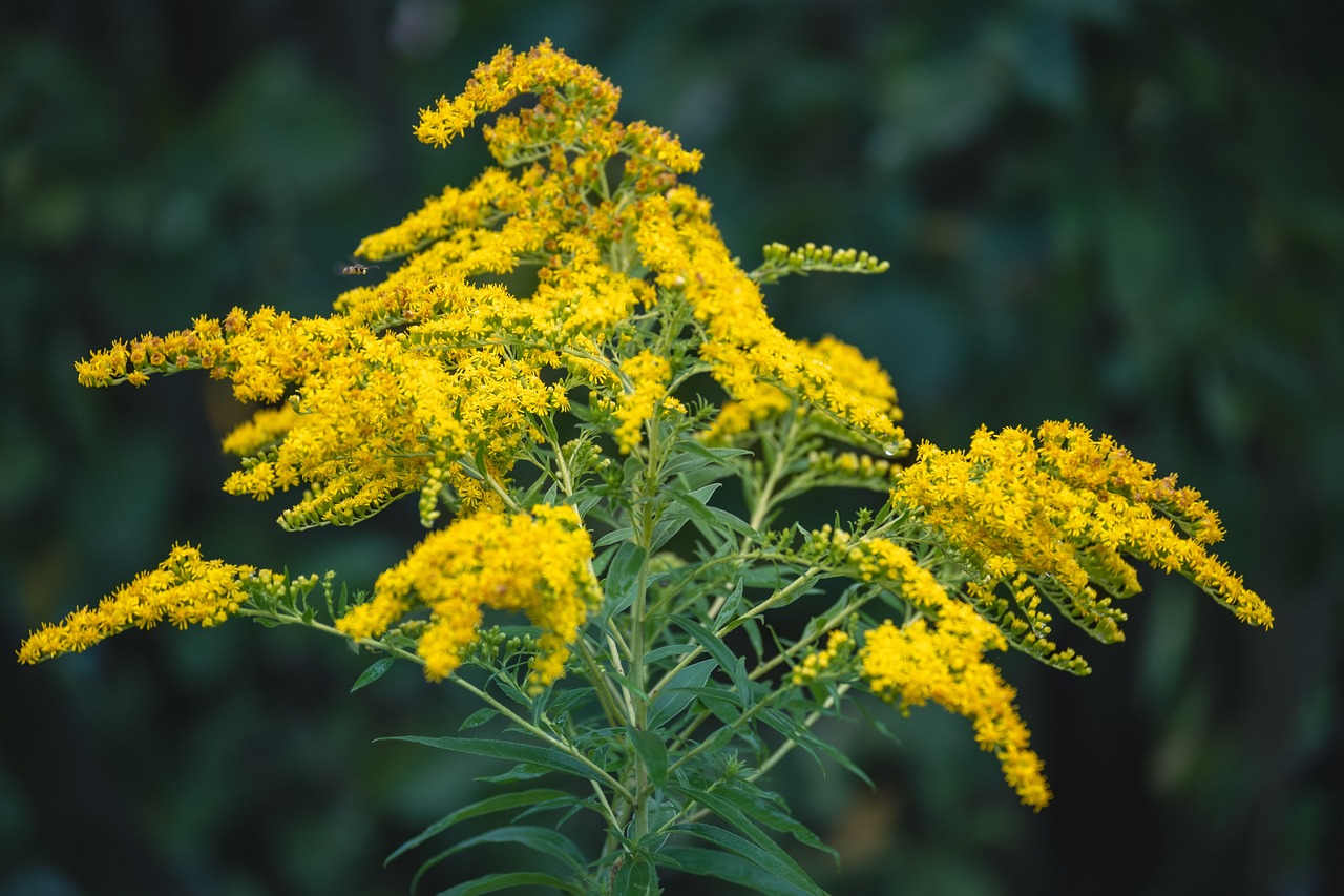 Solidago