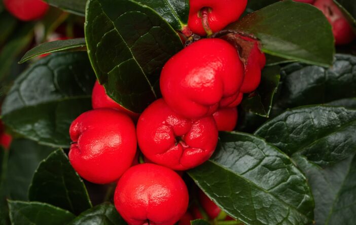 Golteria – aromatyczna, świąteczna roślina