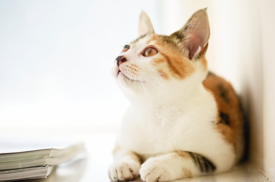 Książki o kotach – 3 propozycje na Światowy Dzień Kota