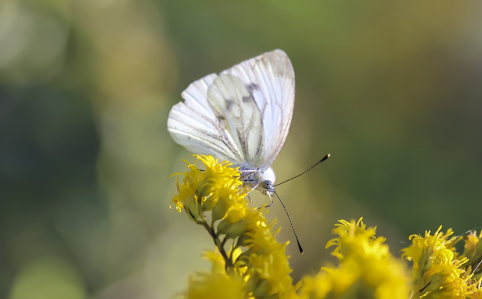 motyle polskie