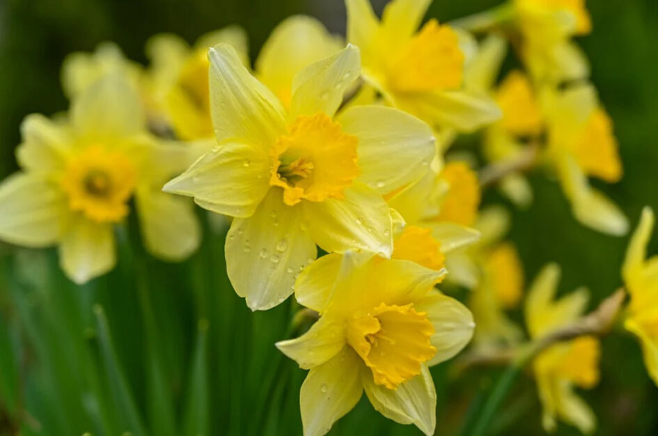 Narcyz żonkil – kwiat wiosny i symbol pamięci