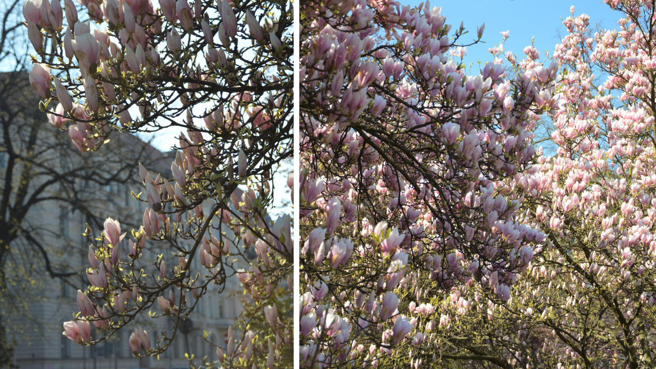 Święto magnolii Szczecin