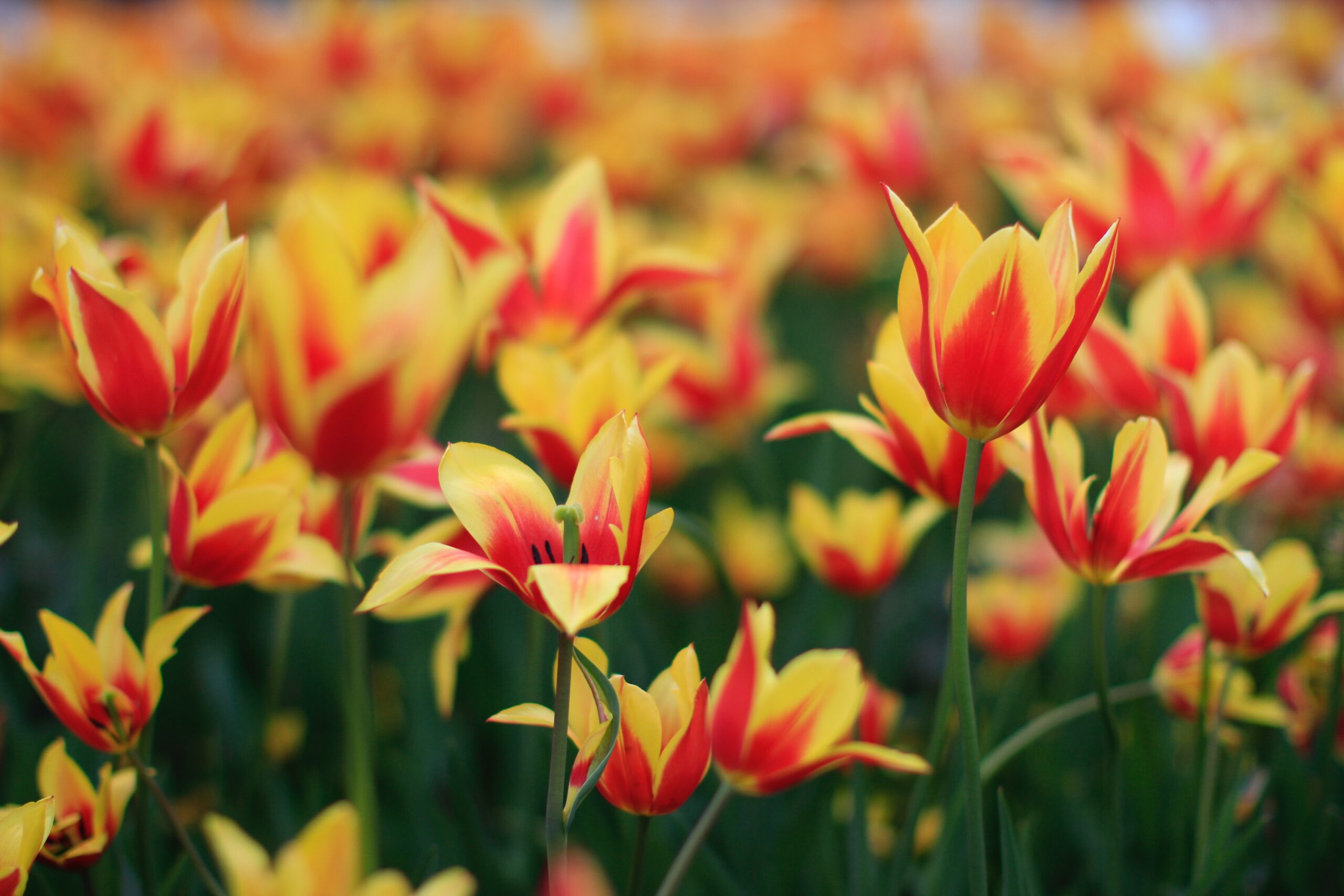 Jakie są najpiękniejsze tulipany? Które odmiany są popularne?