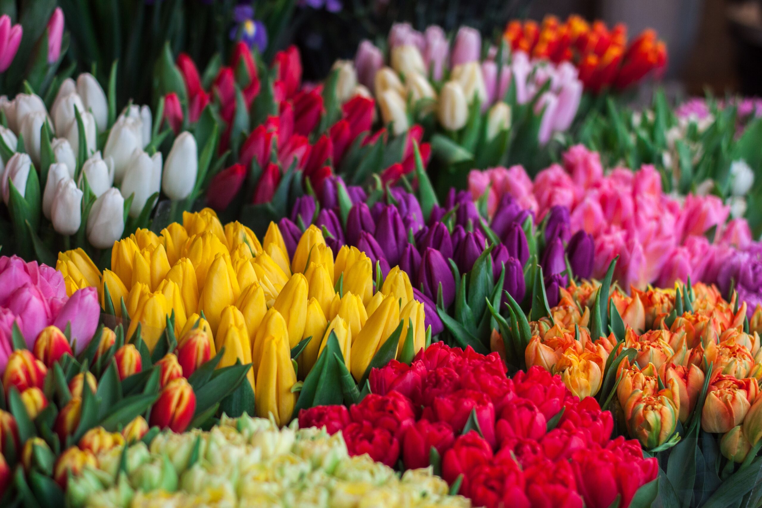 bukiety tulipanów