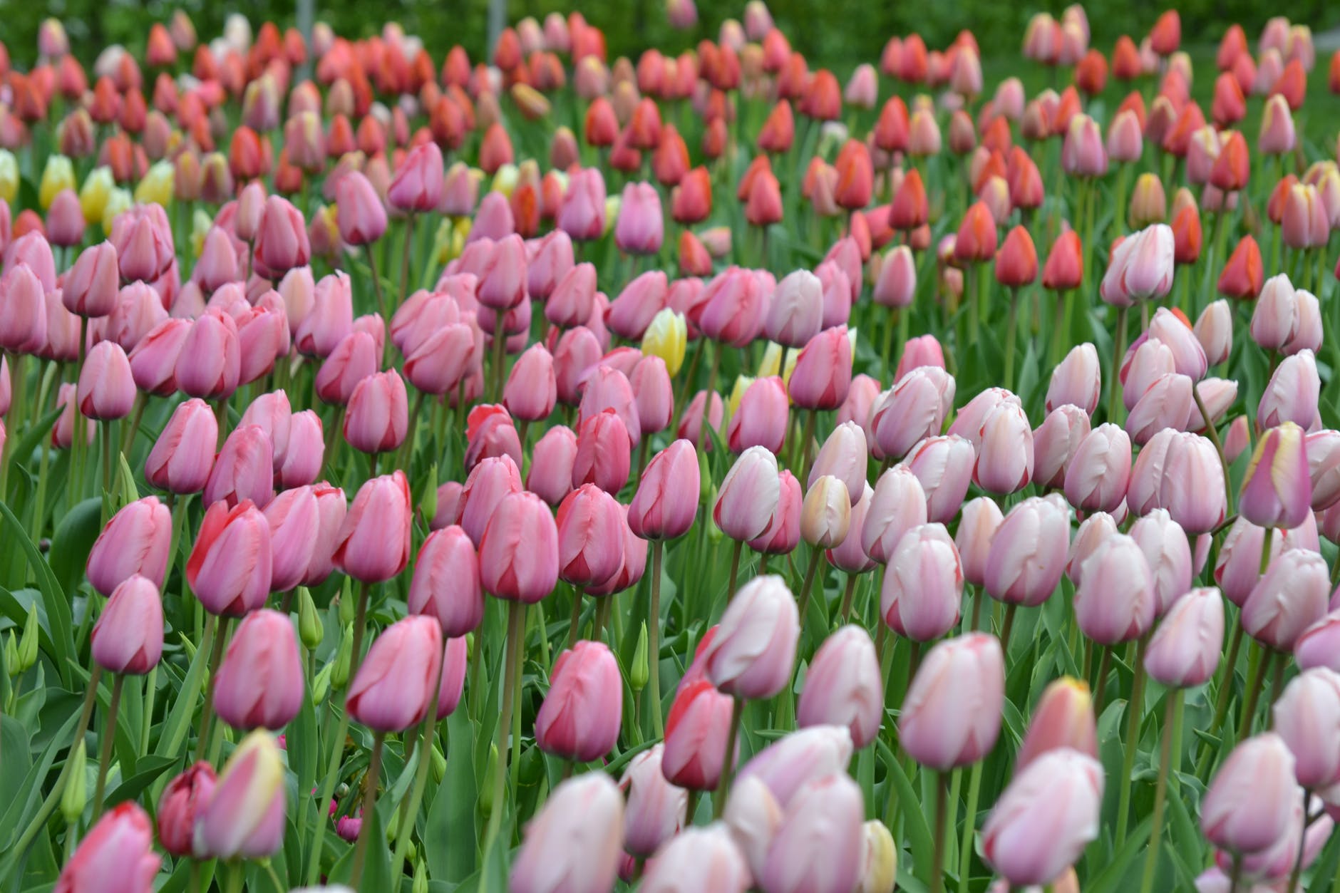 Tulipanowa gorączka. Ciekawostki o tulipanach