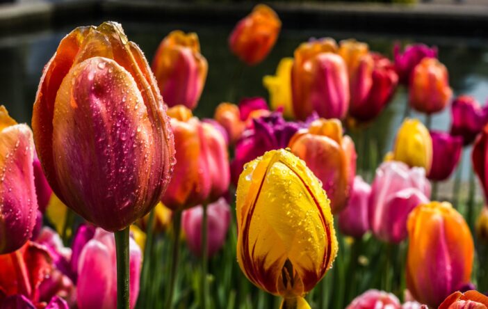 Ciekawostki o tulipanach – w sam raz na ich wielki rozkwit