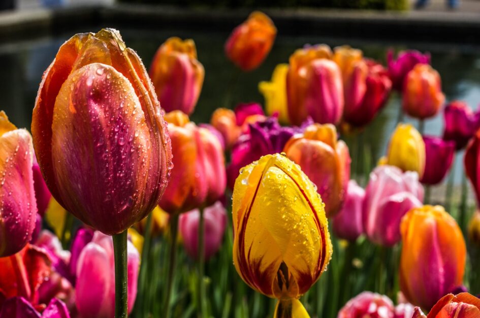 Ciekawostki o tulipanach – w sam raz na ich wielki rozkwit