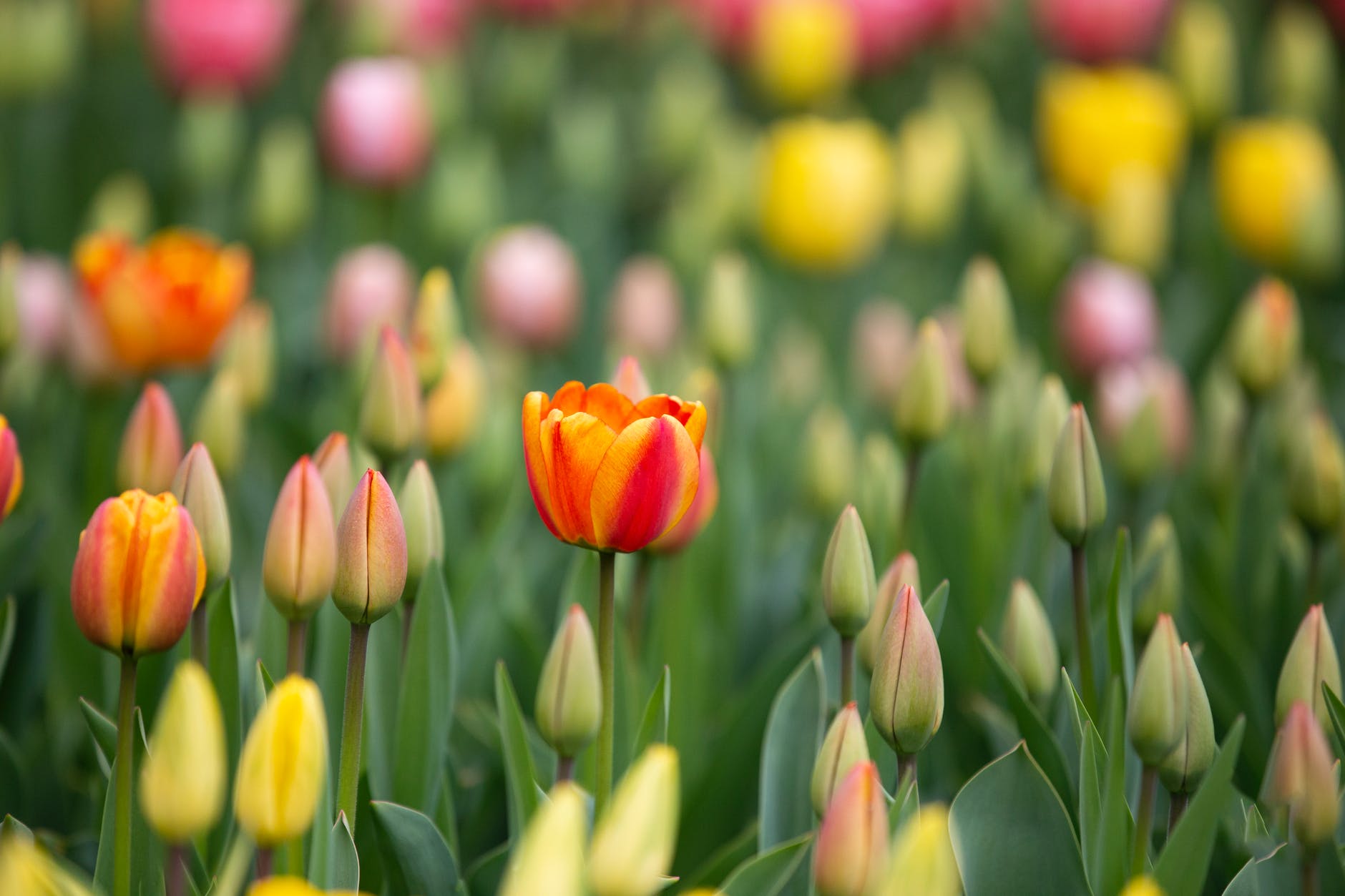 Co oznacza tulipan? 