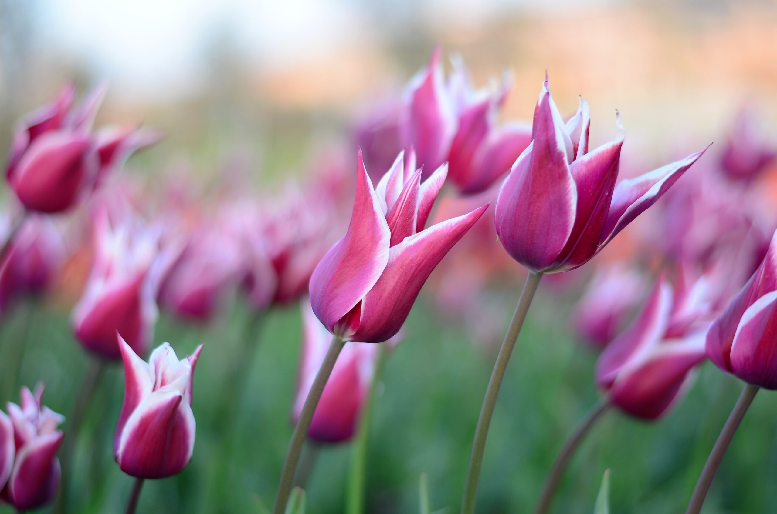  Kiedy sadzić tulipany? O czym pamiętać? Ciekawostki o tulipanach