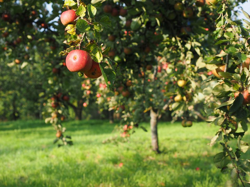  Drzewo jabłoń
