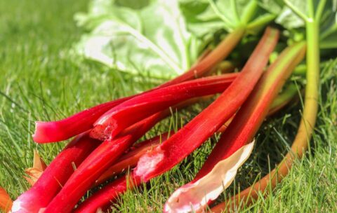 Sezon na rabarbar – garść ciekawostek roślinnych