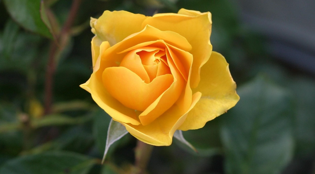 Róża doniczkowa