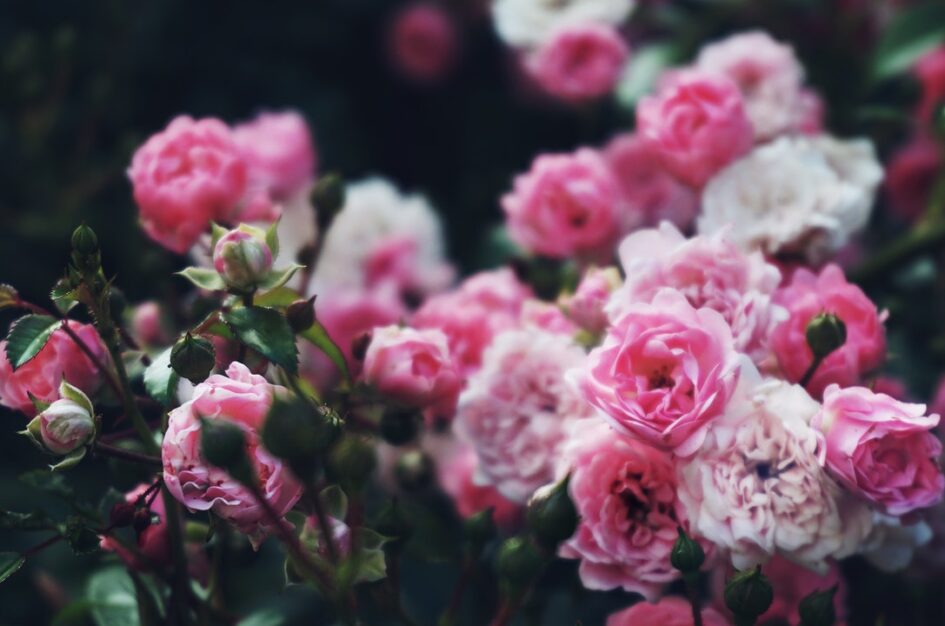 Ciekawostki o różach, czyli sekrety królowej kwiatów
