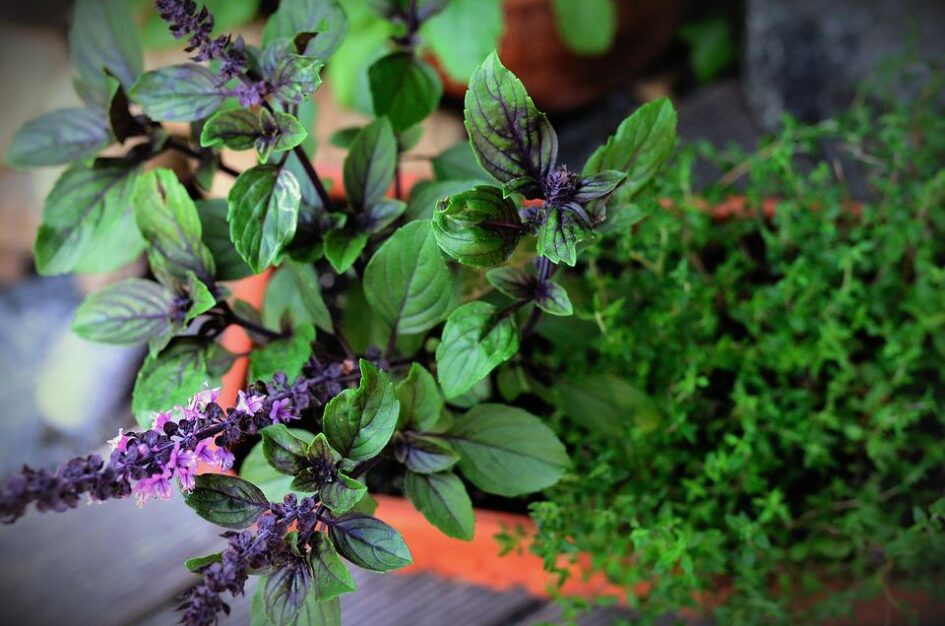 Pachnące zioła na balkon i taras