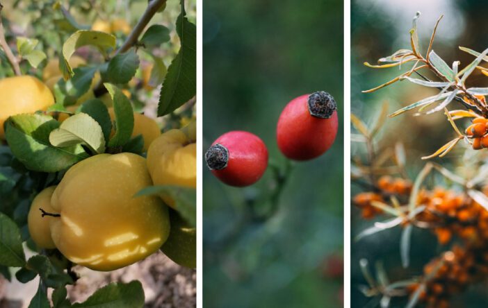 Jesienne owoce: zdrowe, kolorowe, smaczne i mniej znane