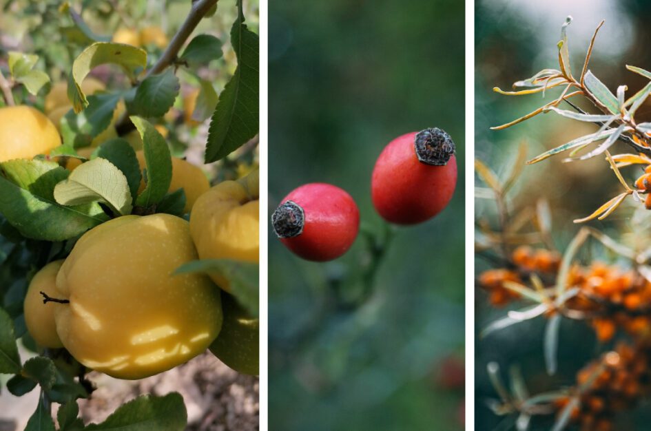 Jesienne owoce: zdrowe, kolorowe, smaczne i mniej znane