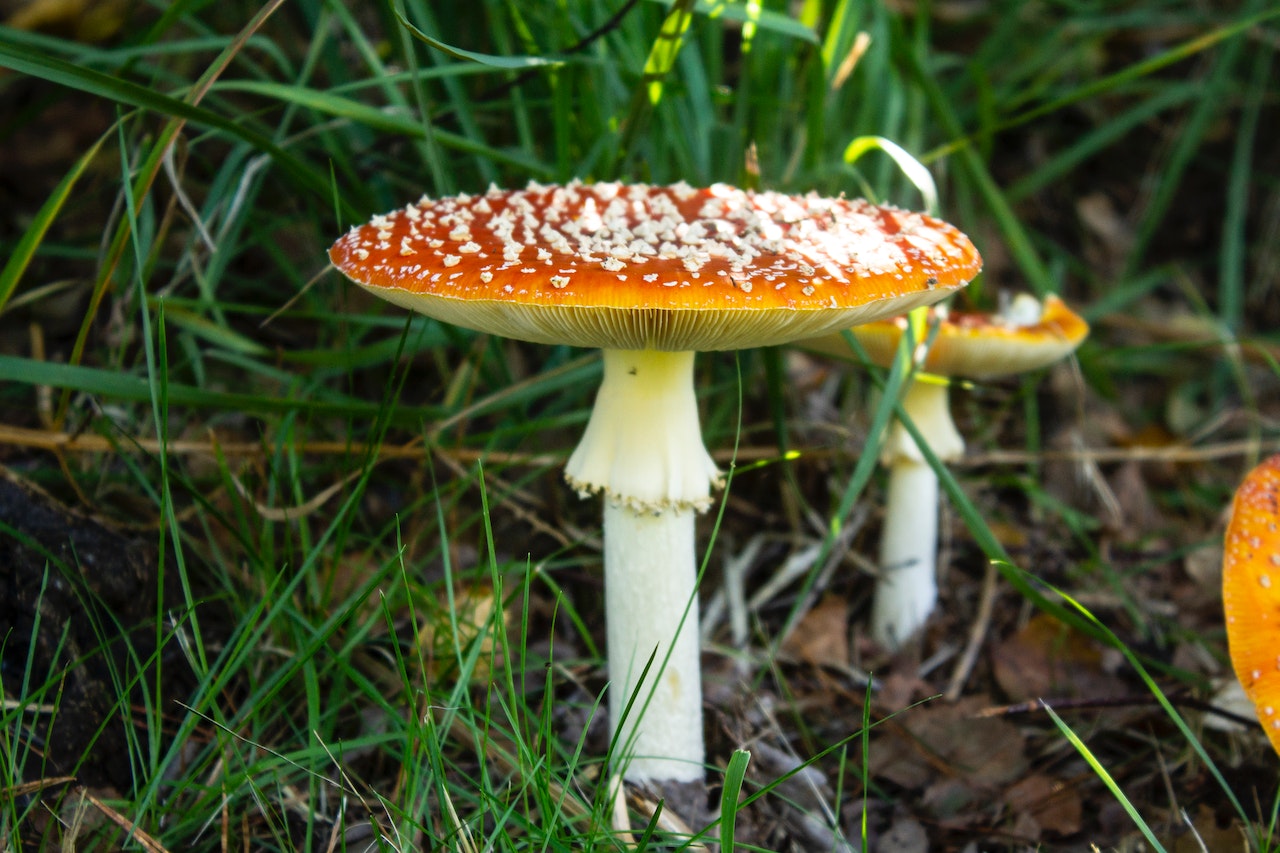 Piękny i zabójczy muchomor czerwony – ciekawostki o Amanita muscaria 4 Muchomor czerwony