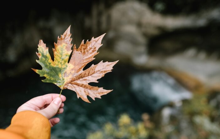 Jesienny liść: znaczenie symbolu, ciekawostki i cytaty