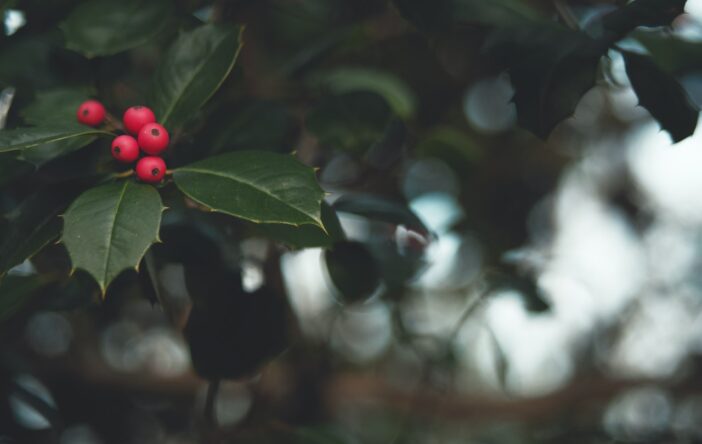 Ostrokrzew – krzew Bożego Narodzenia
