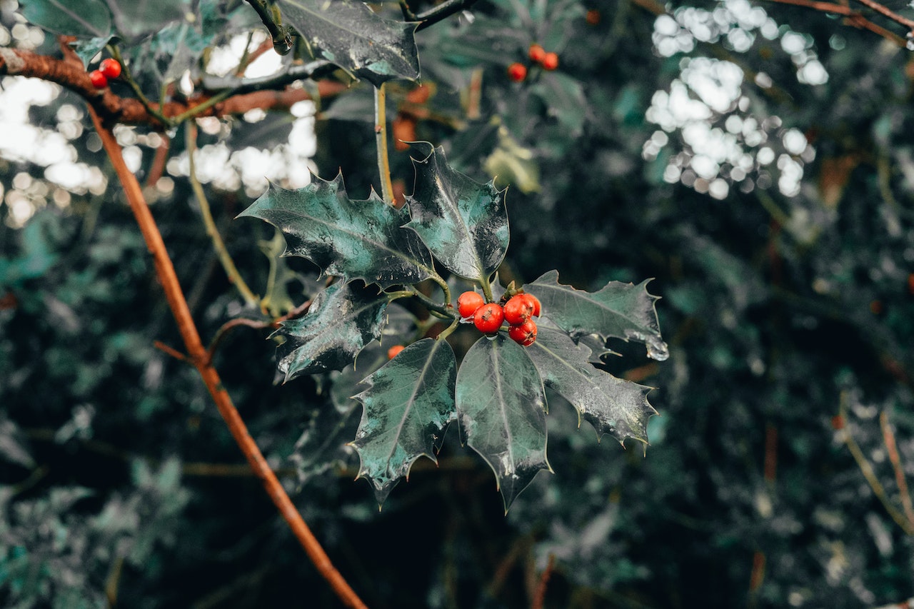 Ostrokrzew – krzew Bożego Narodzenia 