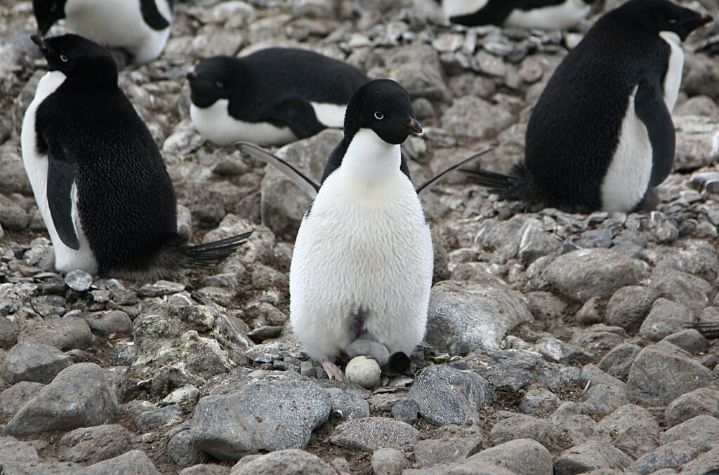 Pingwin białooki 