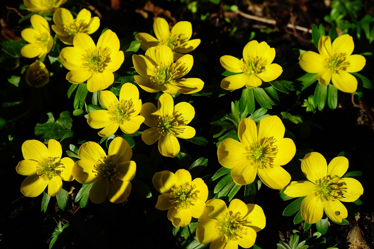 Małe żółte kwiaty przedwiośnia