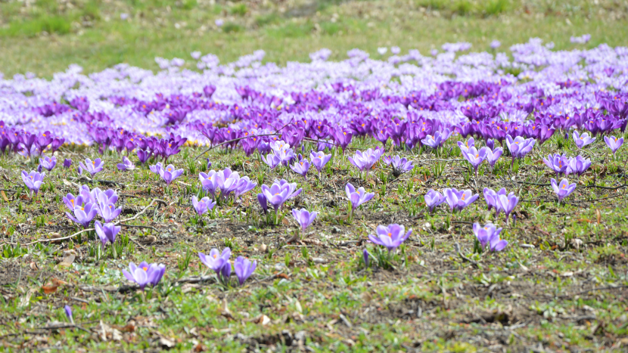 Kolorowe dywany kwiatów krokusów