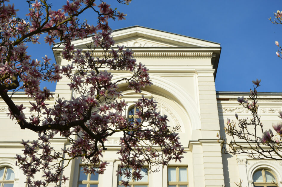 Najpiękniejsze magnolie w Szczecinie – spacer aleją Wojska Polskiego