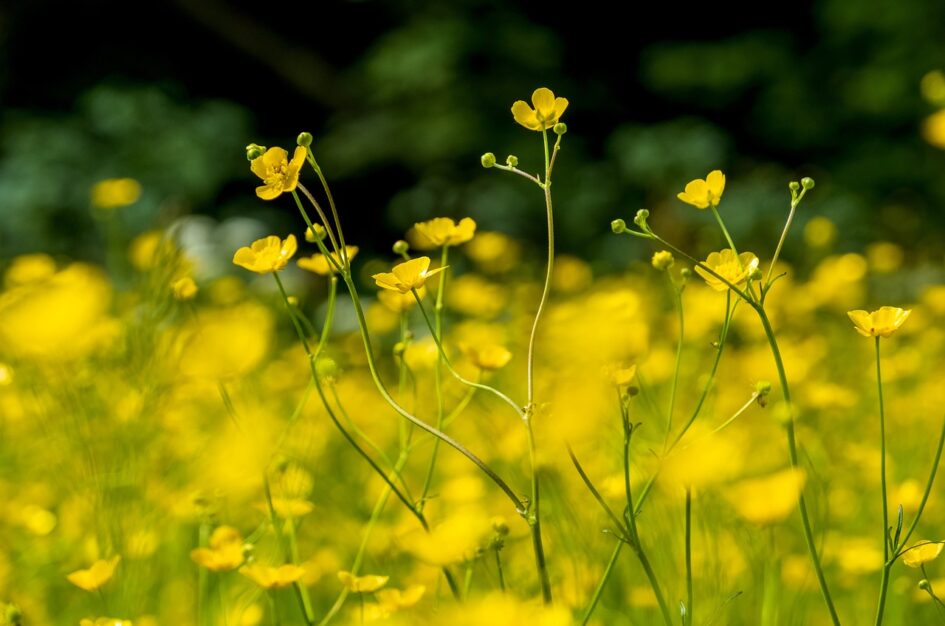 Wiosenny jaskier – kwiat pełen uroku