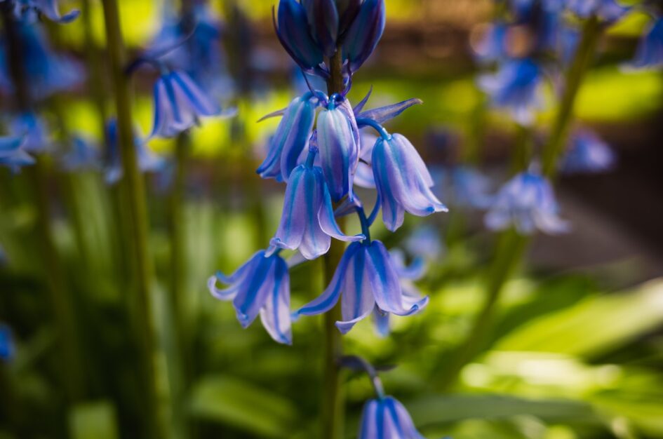 Hiancyntowiec, endymion i bluebell – niebieski dzwonek wiosny