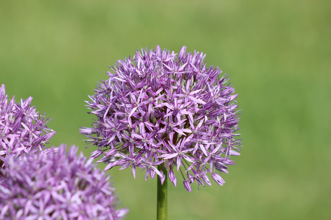 Czosnki ozdobne (Allium) 