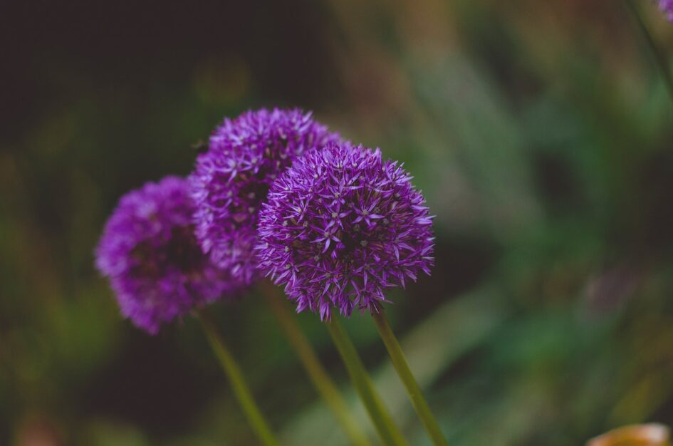 Czosnek ozdobny – kulisty kwiat jako dekoracja ogrodu