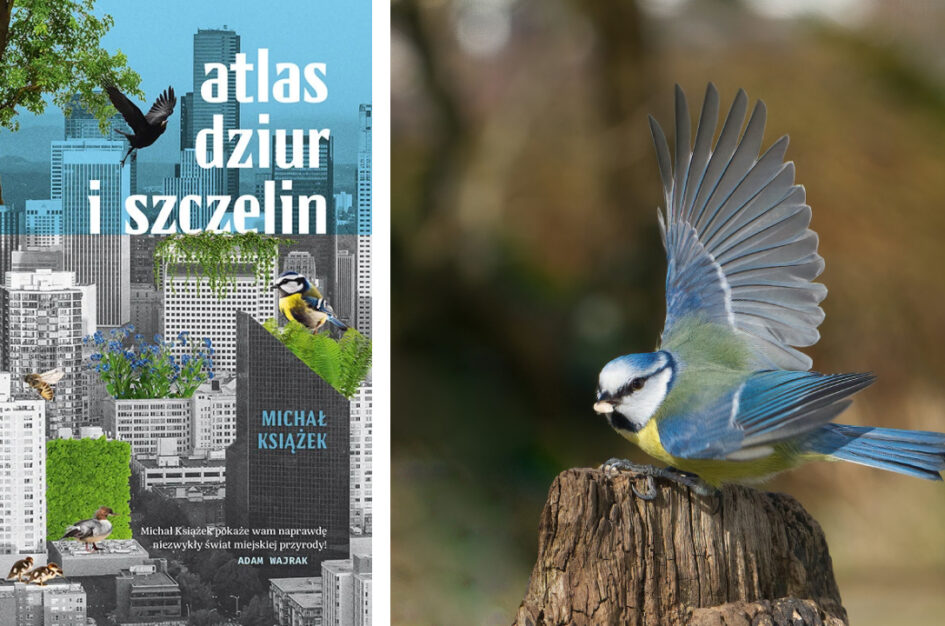 Recenzja: „Atlas dziur i szczelin” Michał Książek